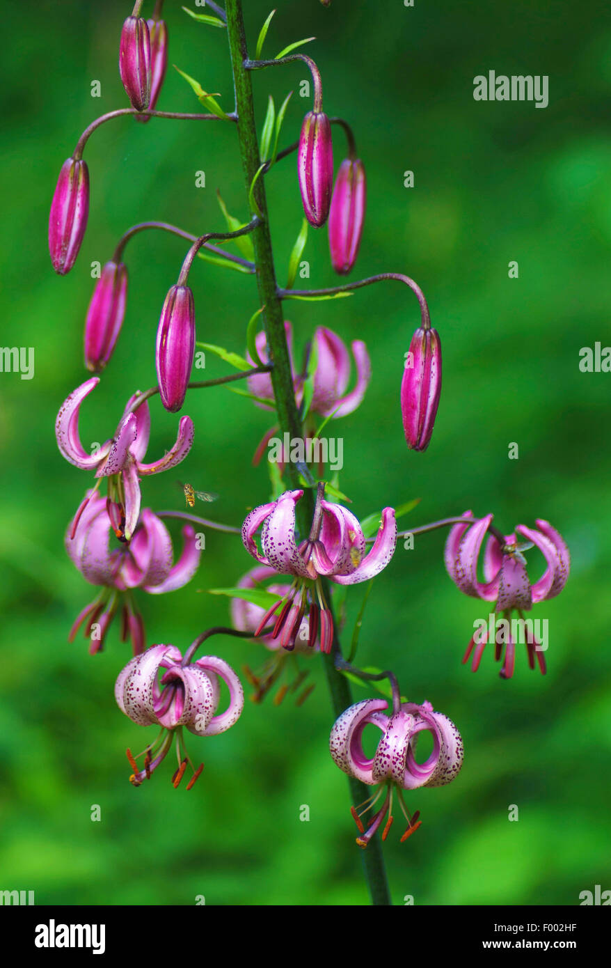 Lilium martagon hires stock photography and images Alamy