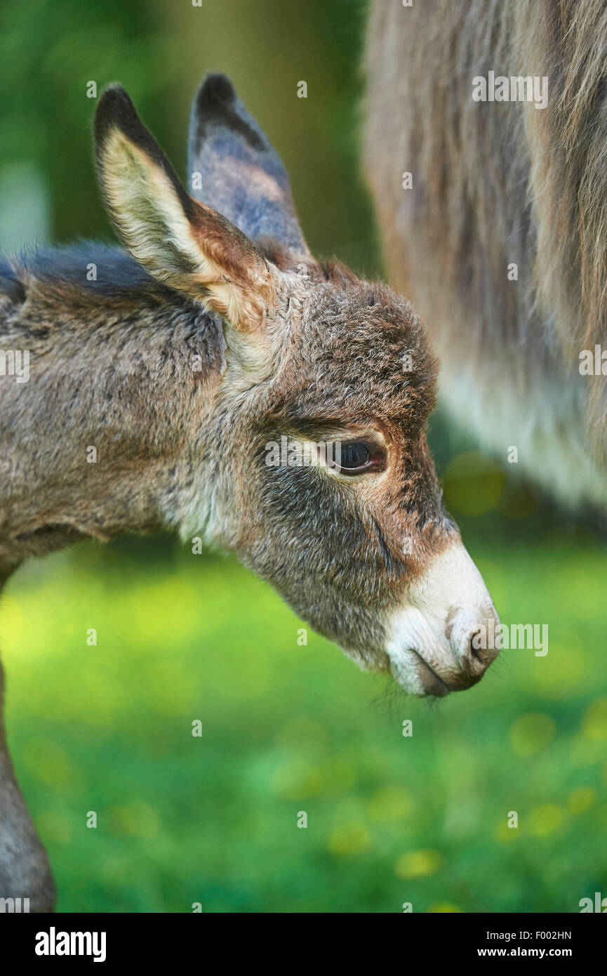 Domestic Donkey Equus Asinus Asinus Portrait Of An 8 Hour Old