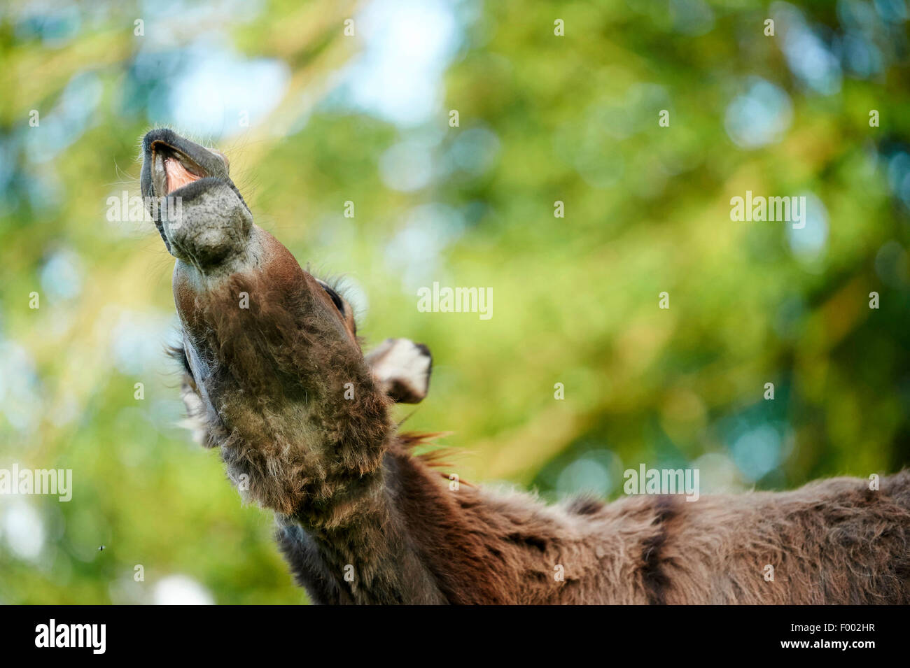Domestic donkey (Equus asinus asinus), neighing mare from below, Germany Stock Photo