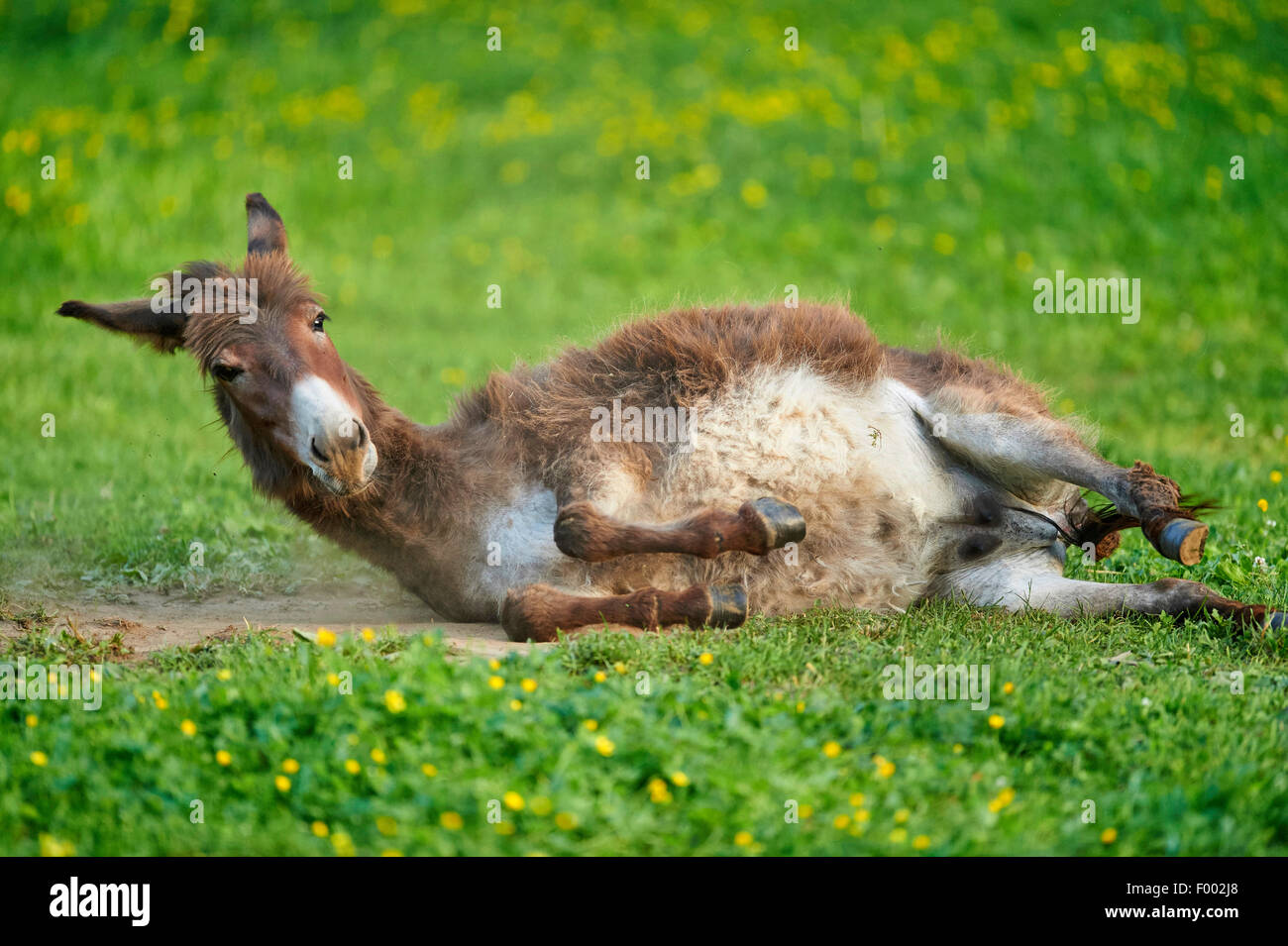 Domestic donkey (Equus asinus asinus), rolling in a meadow, Germany Stock Photo