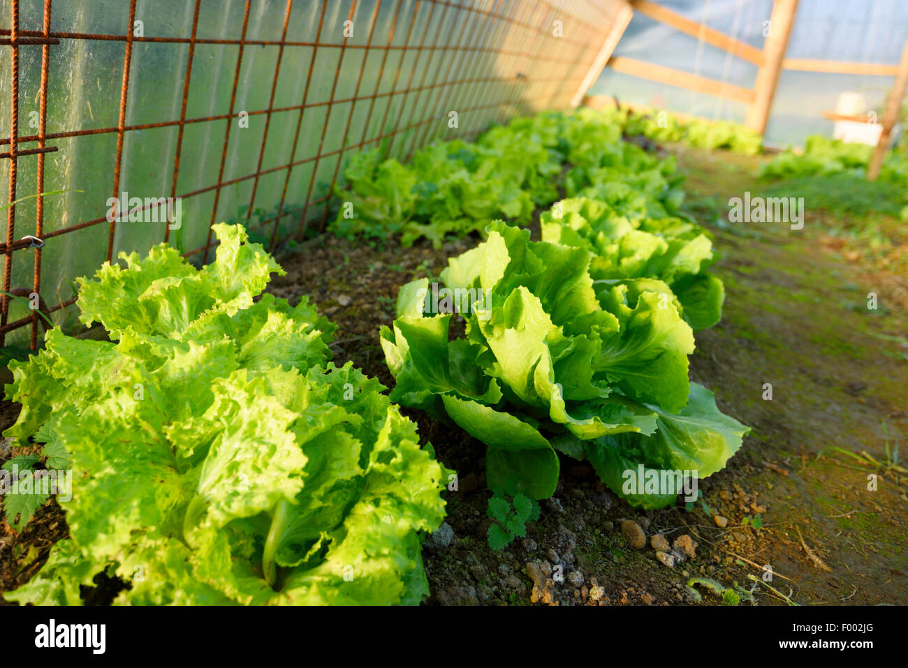 garden lettuce (Lactuca sativa), garden lettuce in a greenhouse, Austria, Styria Stock Photo