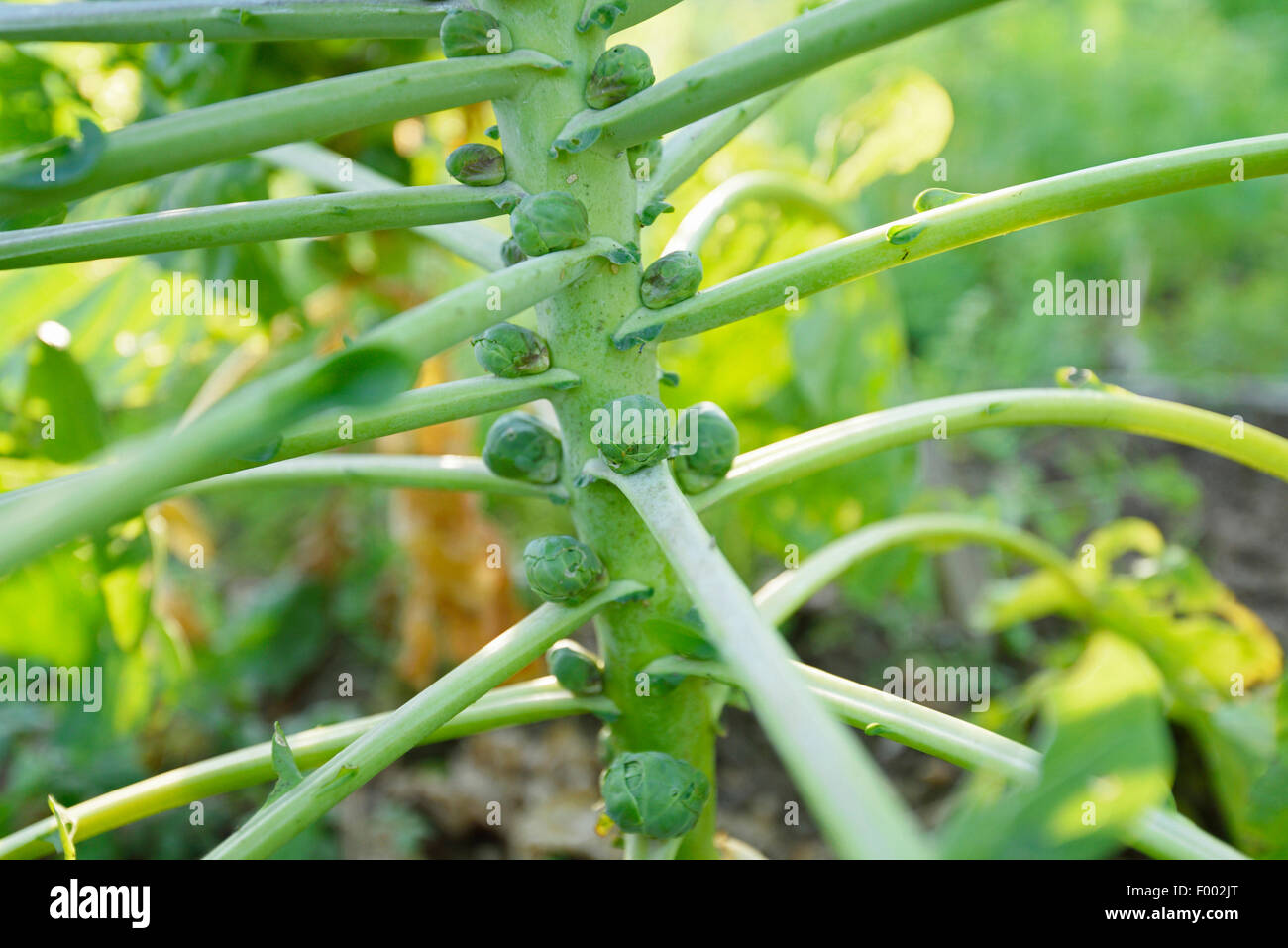 Brussel sprouts (Brassica oleraceae var. gemmifera), Brussel sprouts at the stem, Austria, Styria Stock Photo