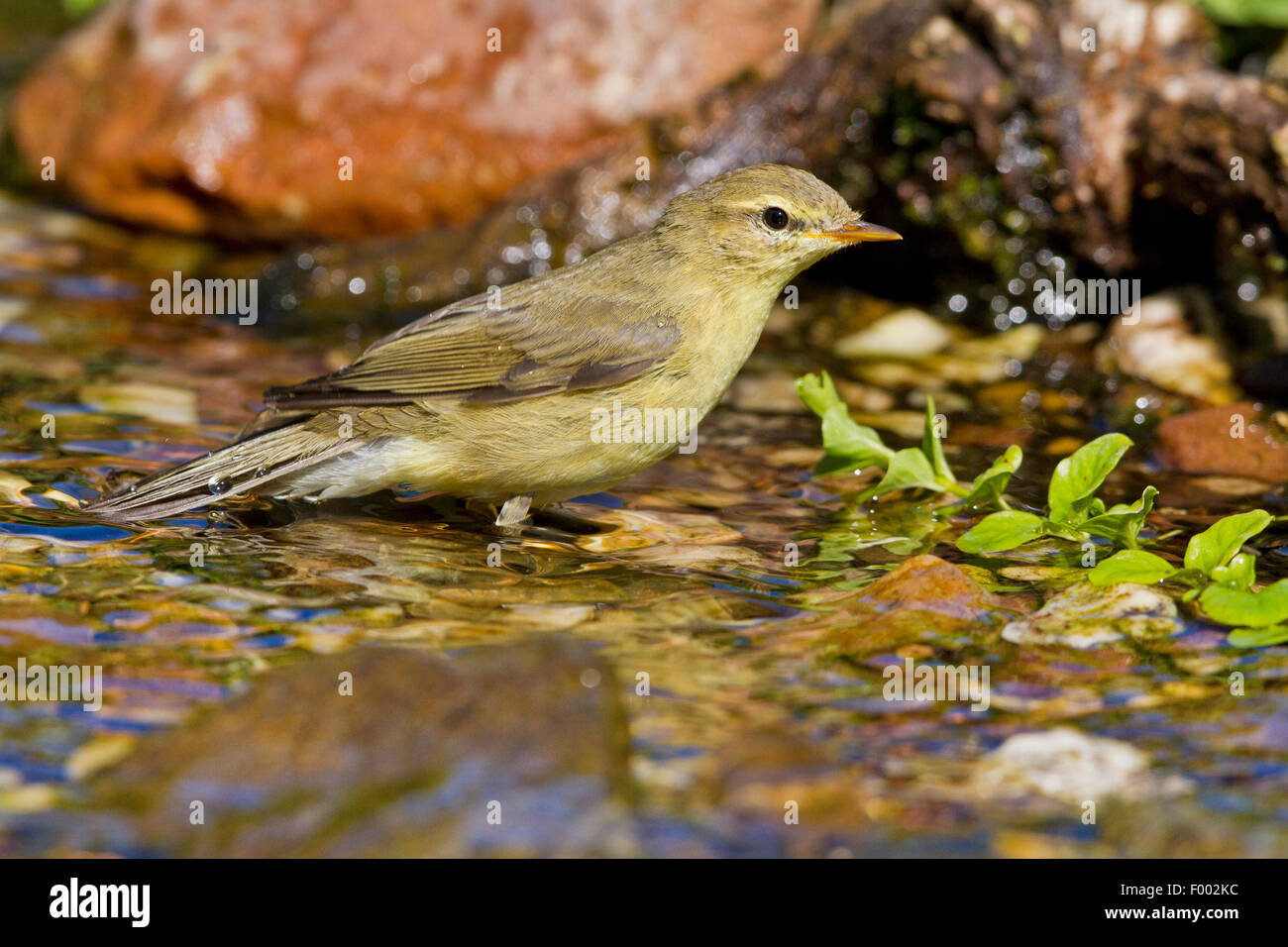 willow warbler (Phylloscopus trochilus), at a brookside, Germany, Mecklenburg-Western Pomerania Stock Photo