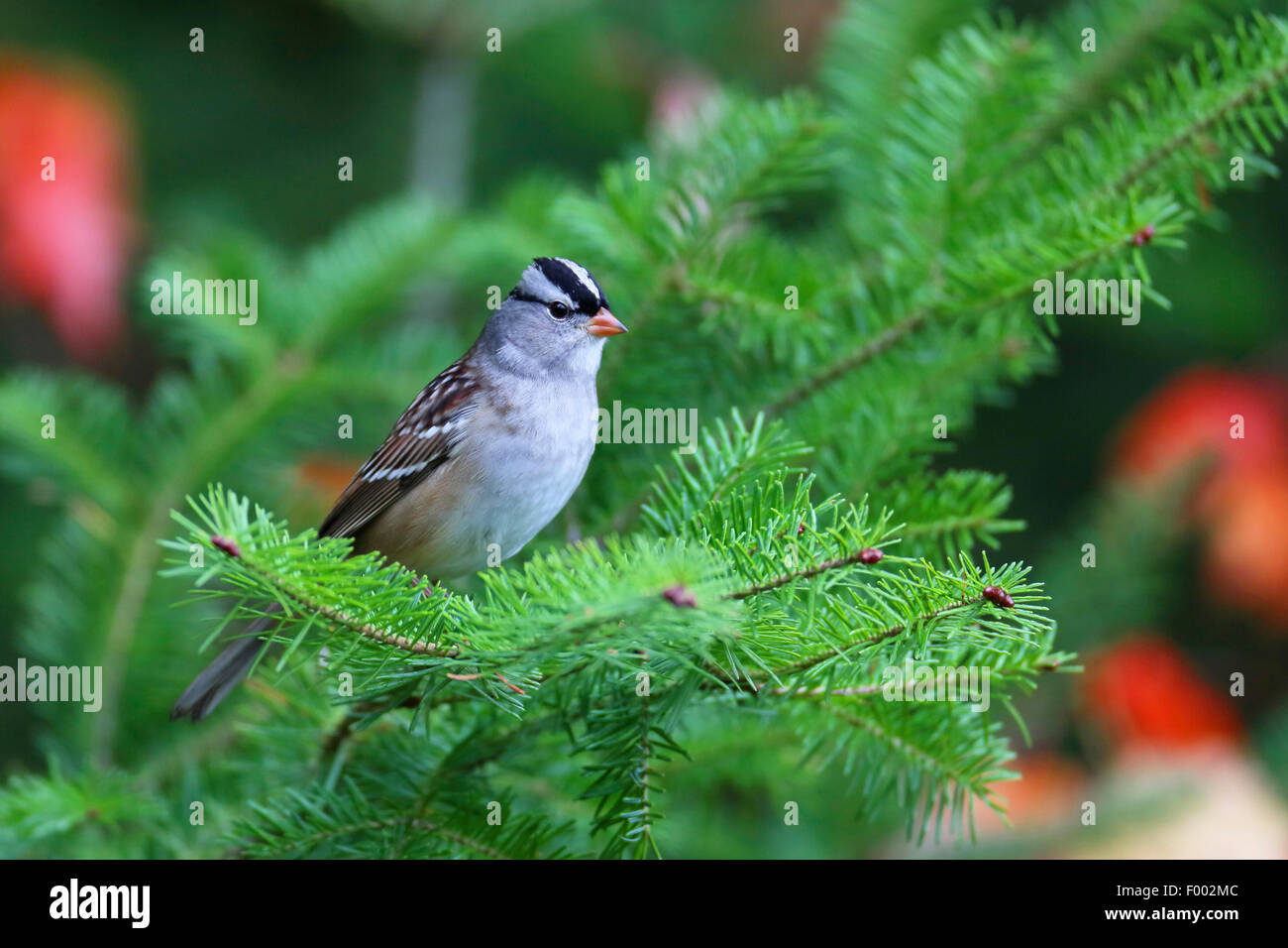 White-crowned sparrow (Zonotrichia leucophrys), sitting in a Douglas spruce, Canada, Ontario, Algonquin Provincial Park Stock Photo