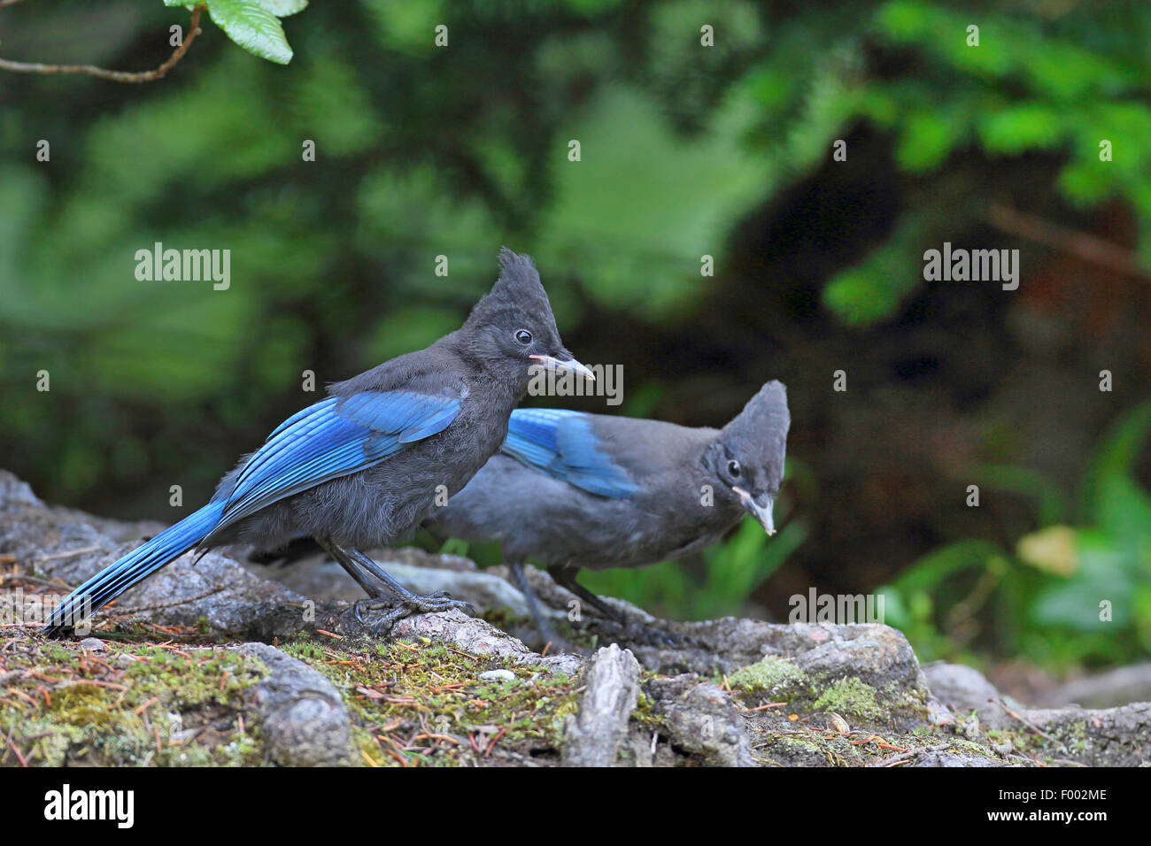 Steller's jay (Cyanocitta stelleri), two jays sitting on the ground and searching food, Canada, Glacier Natioanl Park Stock Photo