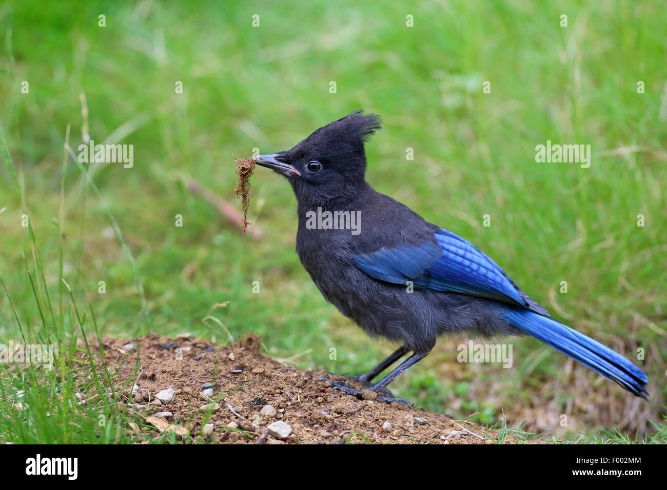 Steller's jay (Cyanocitta stelleri), standing on the ground with nesting material in the bill, Canada, Vancouver Island Stock Photo
