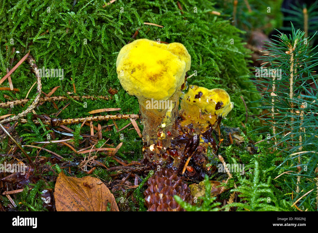 Hypomyces (Hypomyces aurantius), bolete mold on a mushroom, Germany, Mecklenburg-Western Pomerania Stock Photo