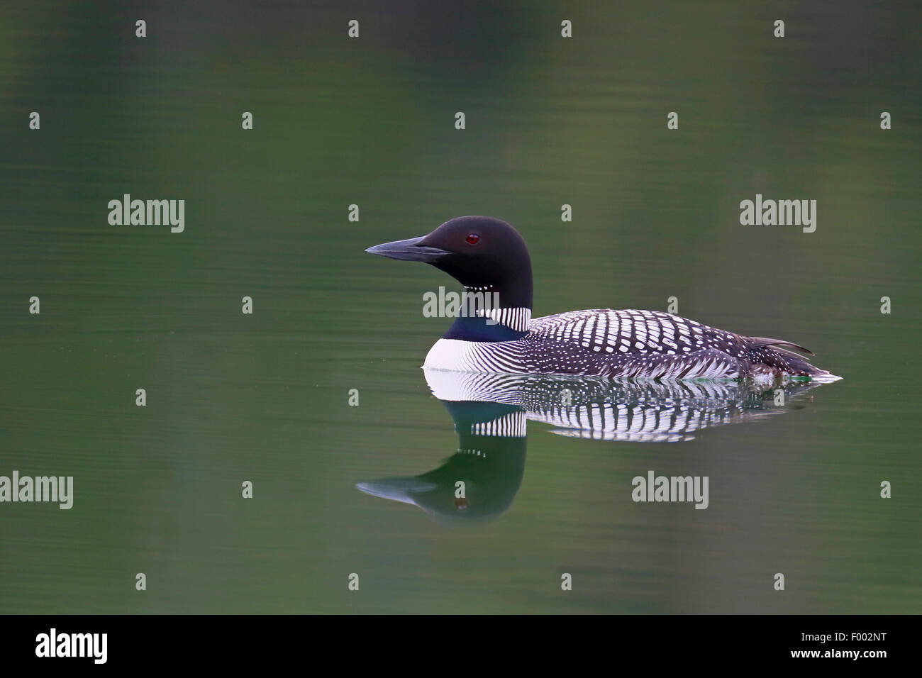 great northern diver (Gavia immer), swimming loon, mirror image, Canada, Banff National Park Stock Photo