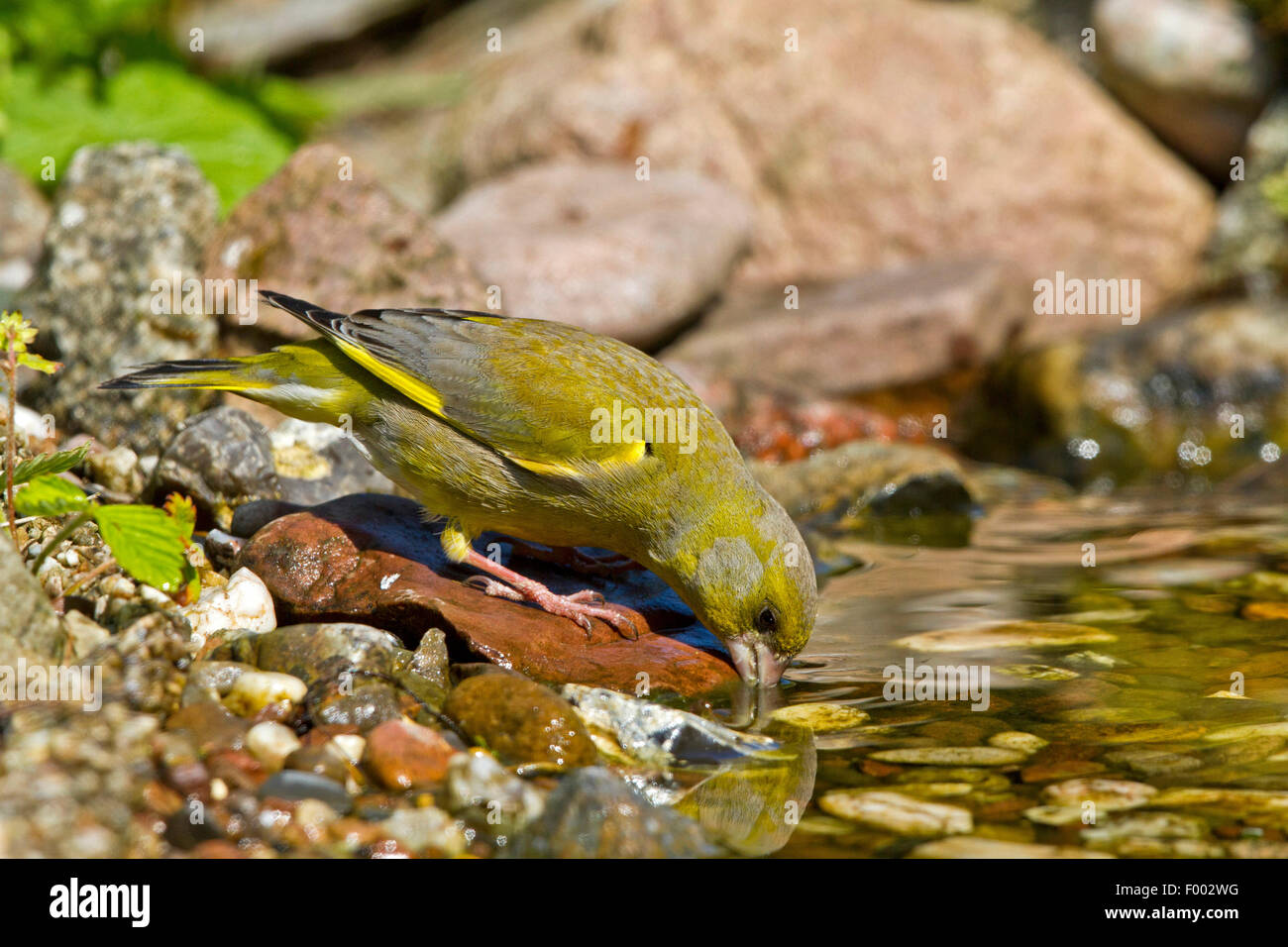 western greenfinch (Carduelis chloris), male drinks, Germany, Mecklenburg-Western Pomerania Stock Photo