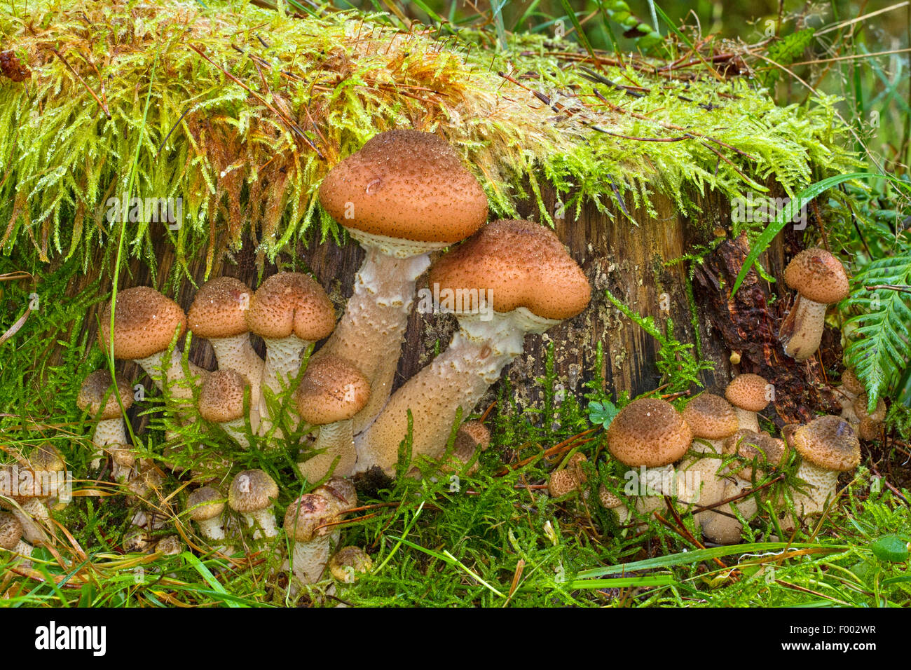 honey fungus (Armillaria mellea), fruiting bodies at mossy dead wood, Germany Stock Photo