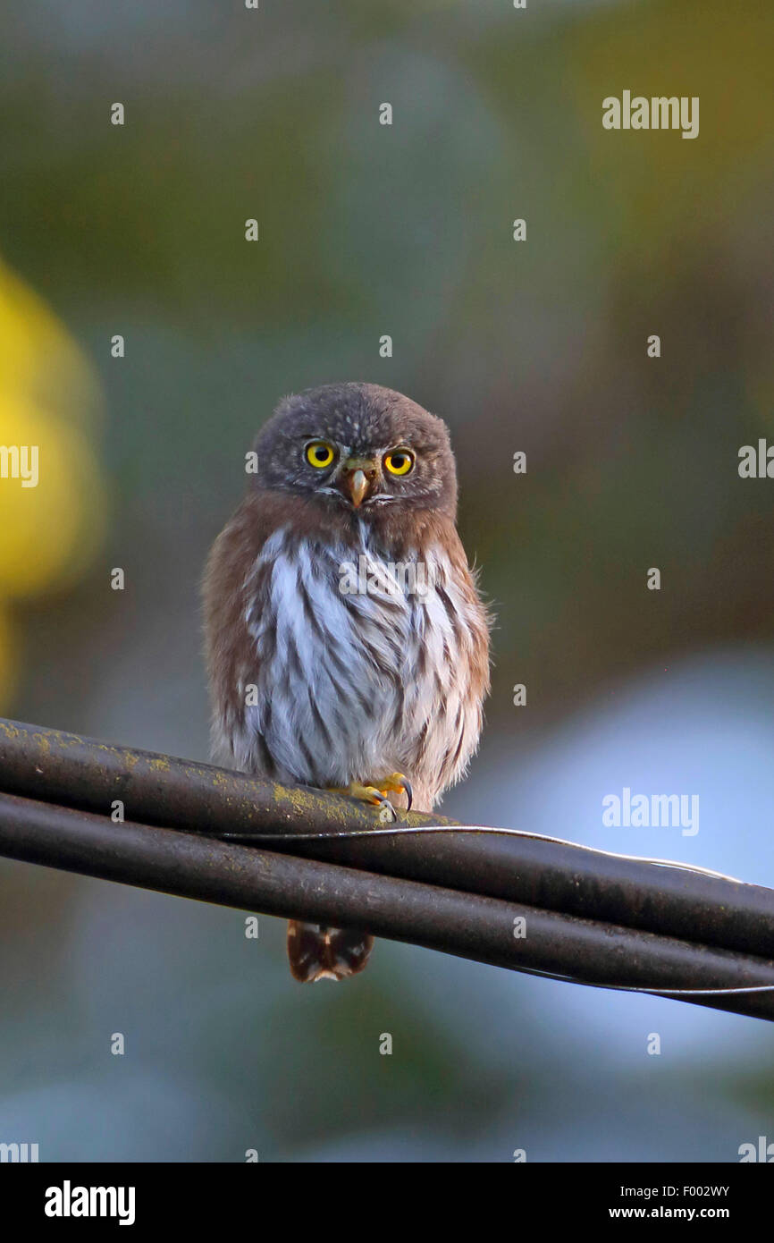 Northern pygmy owl (Glaucidium gnoma swarti), sitting on a telephone line in a wood, Canada, Vancouver Island Stock Photo