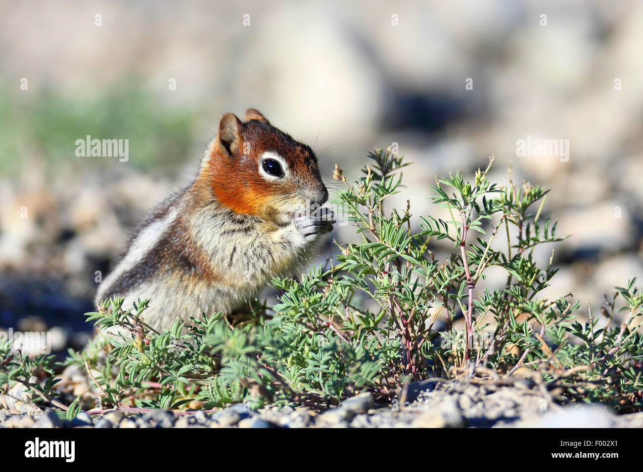 golden-mantled ground squirrel (Spermophilus lateralis, Citellus lateralis, Callospermophilus lateralis), sits on the groung and is eating, Cananda, Banff National Park Stock Photo