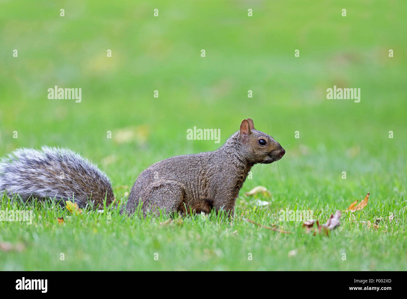 Eastern gray squirrel, Grey squirrel (Sciurus carolinensis), sits on grass, Canada, Ontario, Leamington Stock Photo
