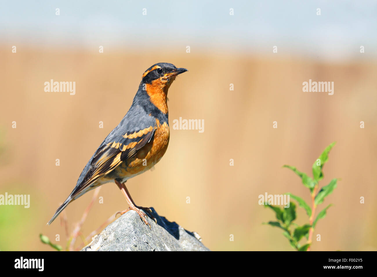 Varied trush (Ixoreus naevia), male standing on a stone, Canada ...