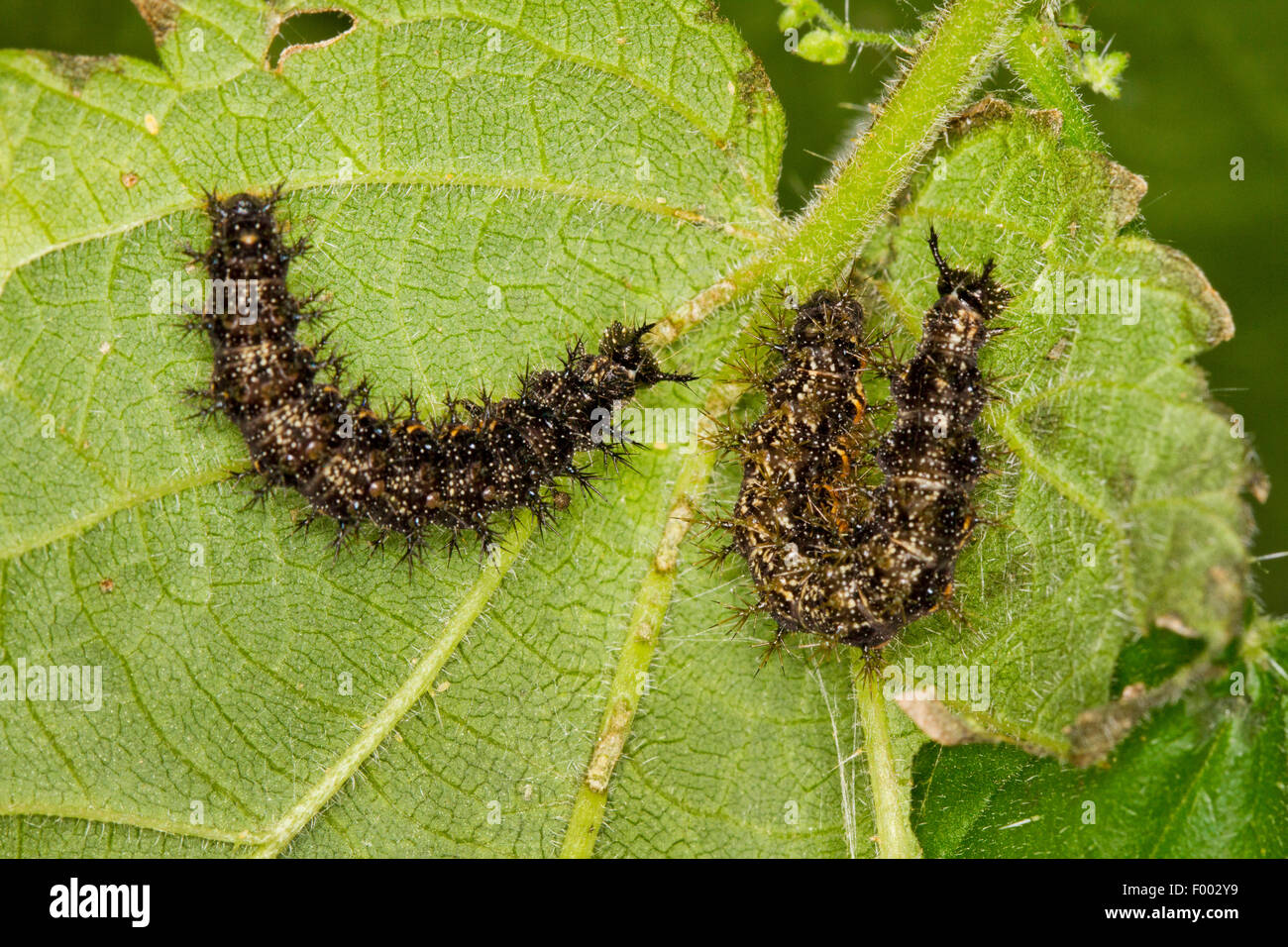 map butterfly (Araschnia levana), two map butterfly caterpillars on a stinging nettle, Germany, Mecklenburg-Western Pomerania Stock Photo