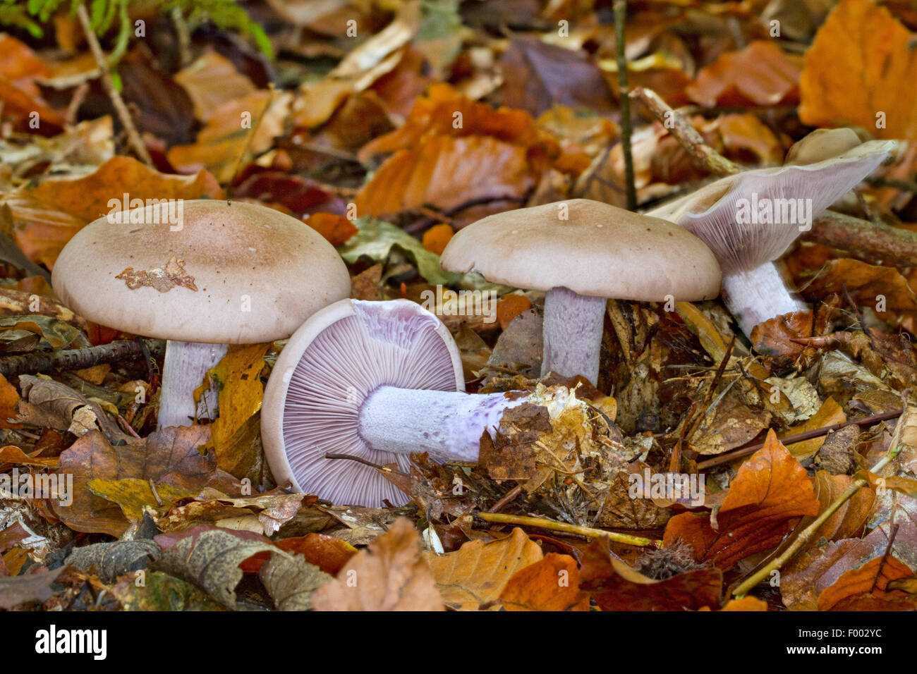 Wood blewit, Blue stalk mushroom, Wood Blewit mushroom (Lepista nuda, Clitocybe nuda, Tricholoma nudum), fruiting bodies on forest ground, edible mushrooms, Germany, Mecklenburg-Western Pomerania Stock Photo