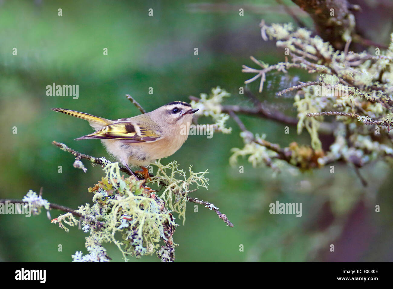 golden-crowned kinglet (Regulus satrapa), female sitting in a branch ...