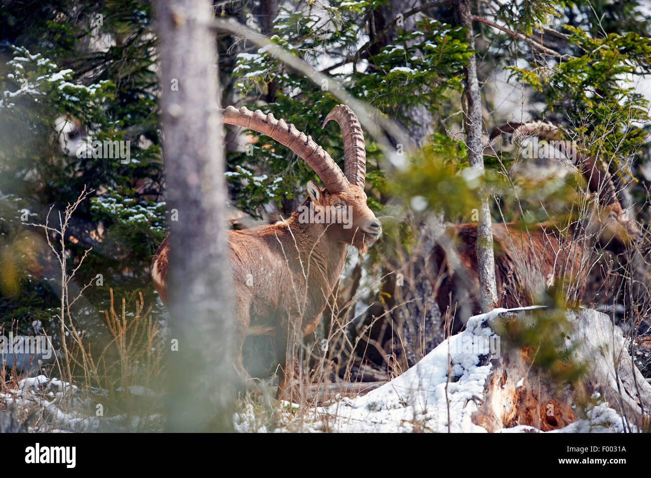 Alpine ibex (Capra ibex, Capra ibex ibex), male in winter forest, Austria, Styria Stock Photo