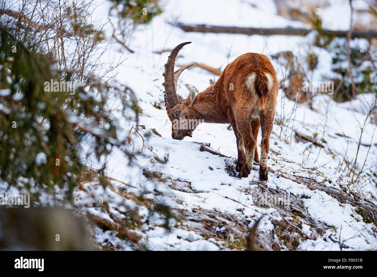 Alpine ibex (Capra ibex, Capra ibex ibex), on the feed in snow, Austria, Styria Stock Photo