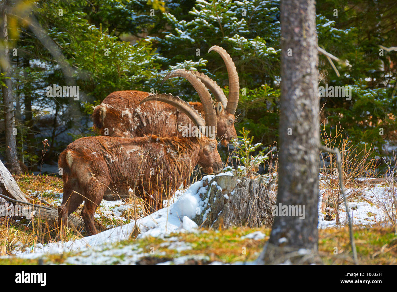 Alpine ibex (Capra ibex, Capra ibex ibex), two males on the feed in snow, Austria, Styria Stock Photo