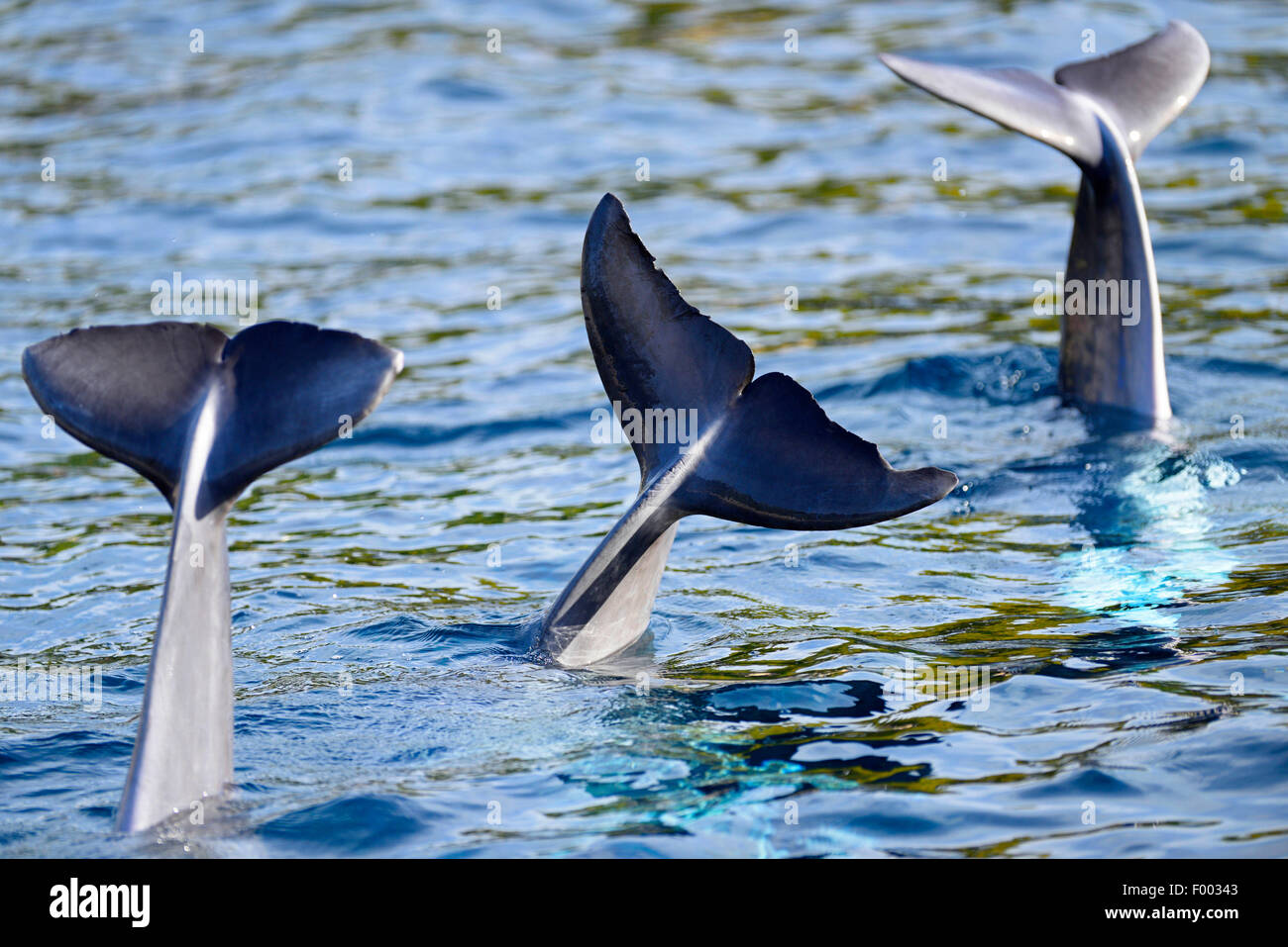 Bottlenosed dolphin, Common bottle-nosed dolphin (Tursiops truncatus), three dolphins showing their flukes Stock Photo