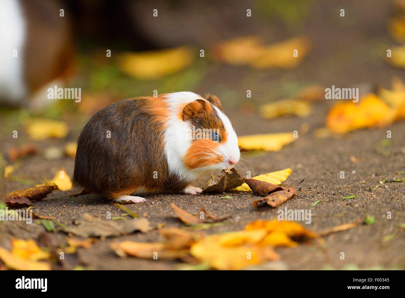 Domestic Guinea pig (Cavia aperea f. porcellus, Cavia porcellus