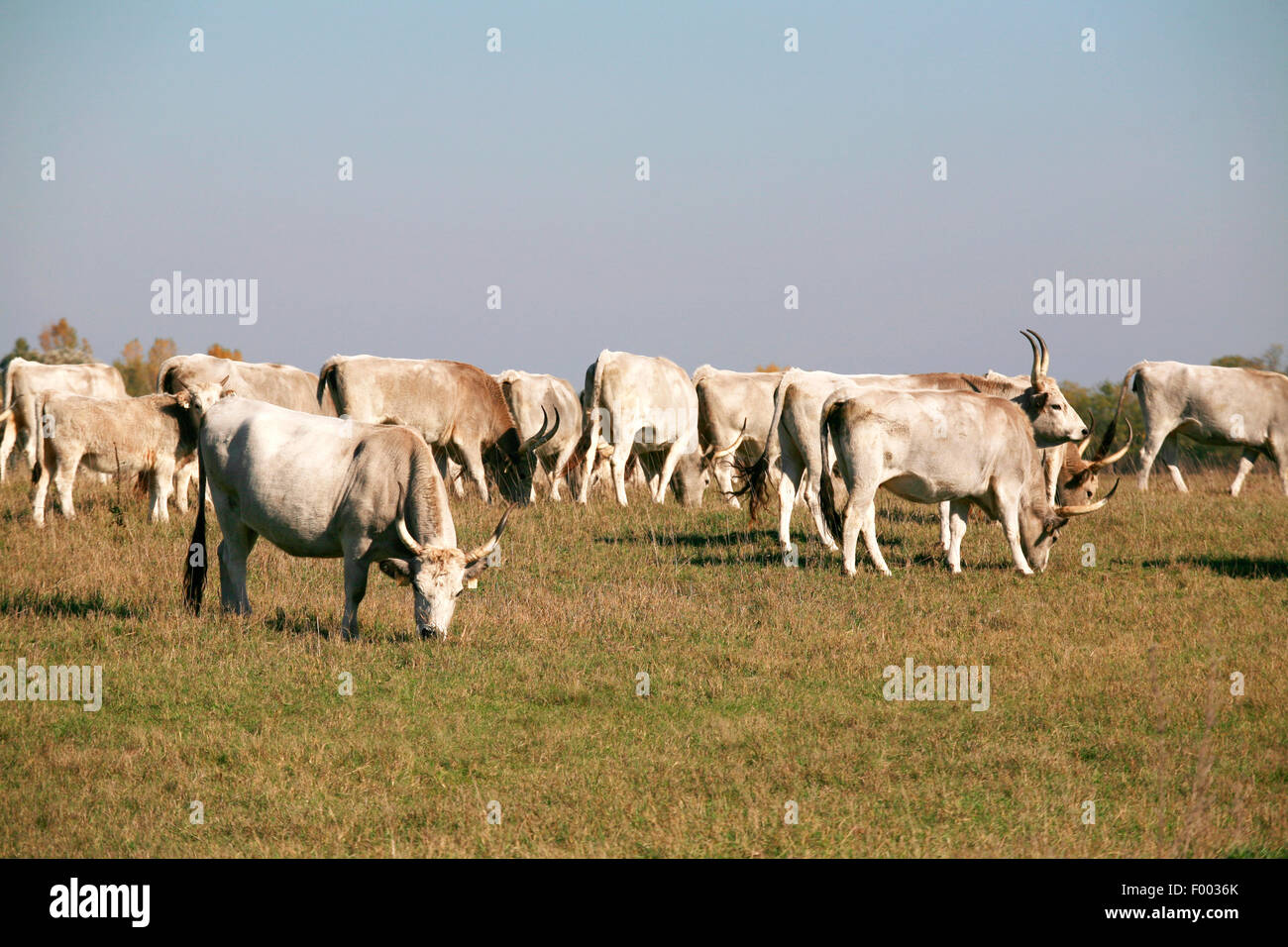 Hungarian steppe cattle with calf hi-res stock photography and images ...