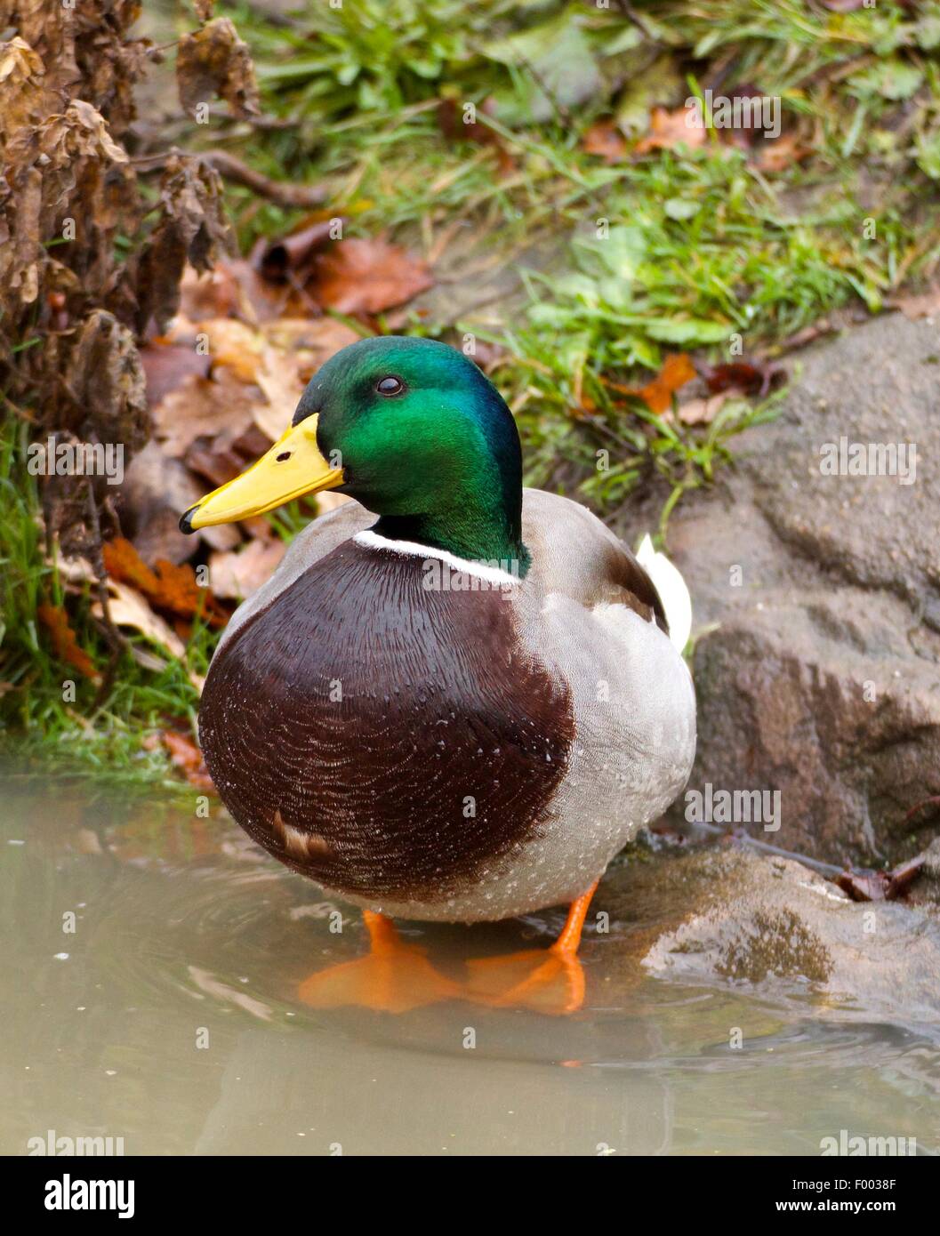 Duck paddling hires stock photography and images Alamy