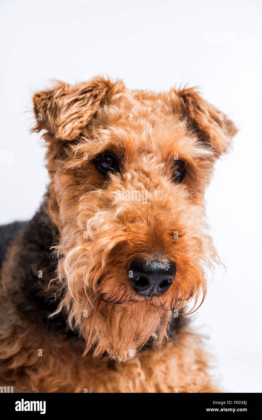 Airedale Terrier (Canis lupus f. familiaris), portrait Stock Photo