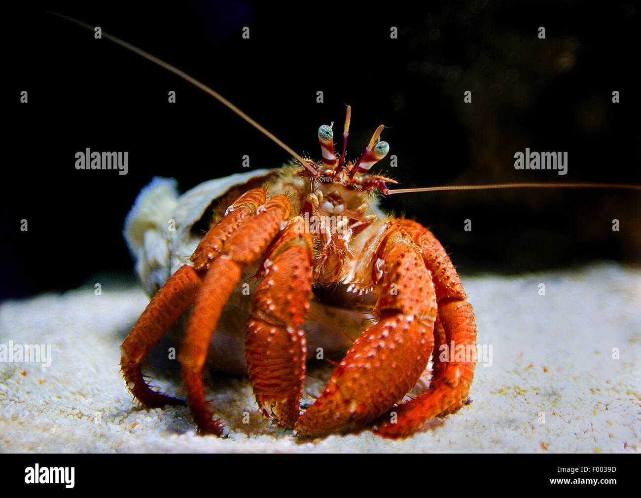 parasit anemone hermit crab (Dardanus pedunculatus), front view, Indonesia Stock Photo