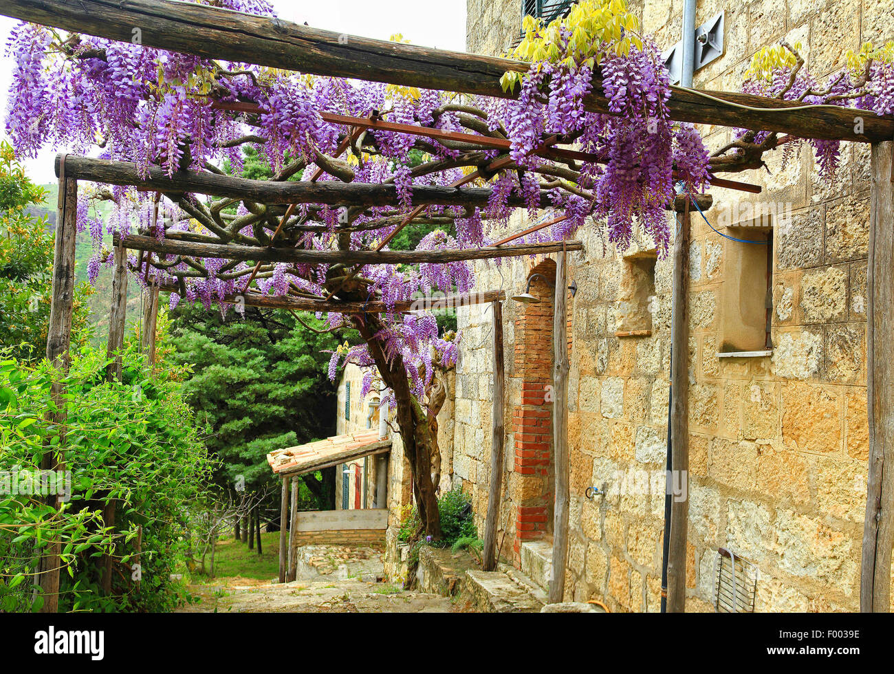 Chinese wisteria (Wisteria sinensis), old house with Wisteria, Italy
