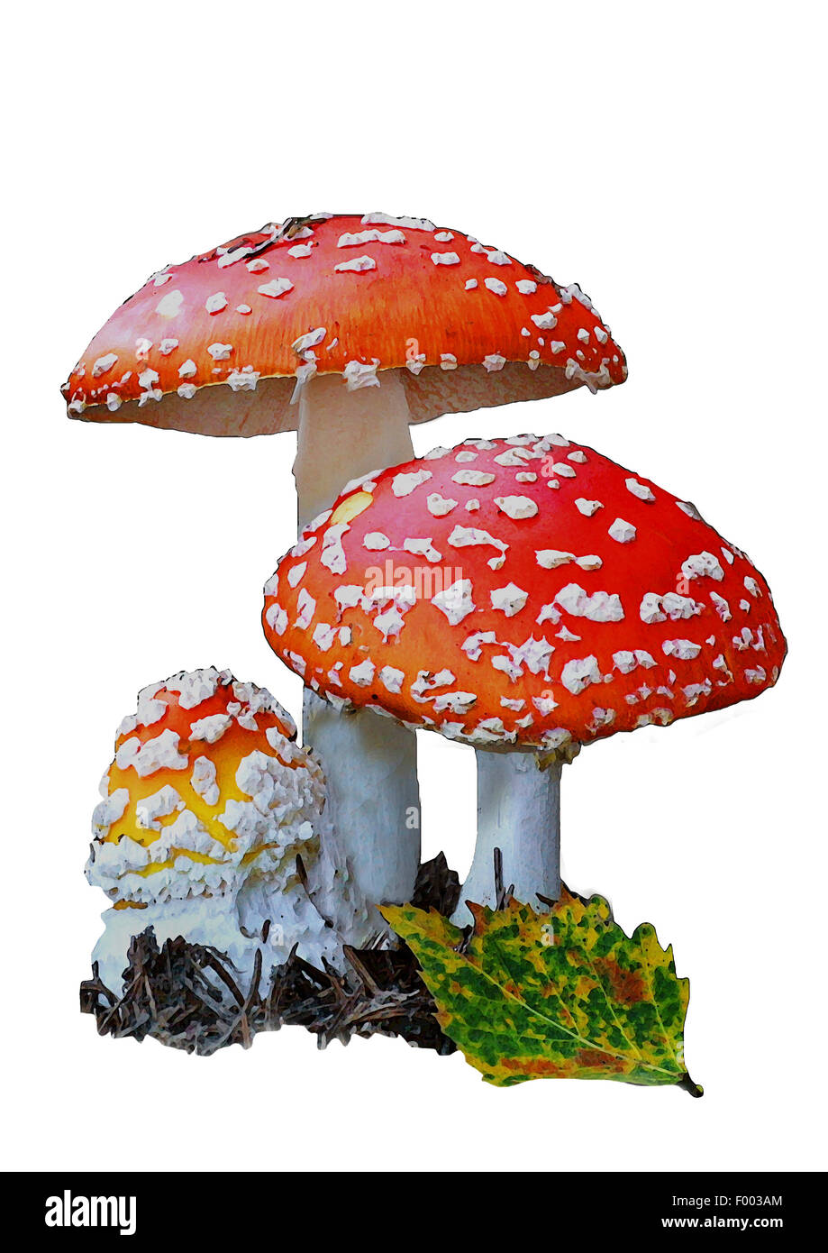 fly agaric (Amanita muscaria), three fruiting bodies, cut-out Stock Photo