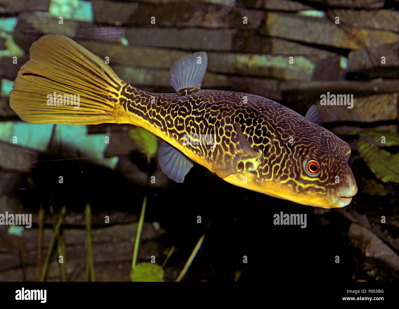 Green pufferfish, Gold Ringed Puffer (Tetraodon mbu), swimming Stock Photo