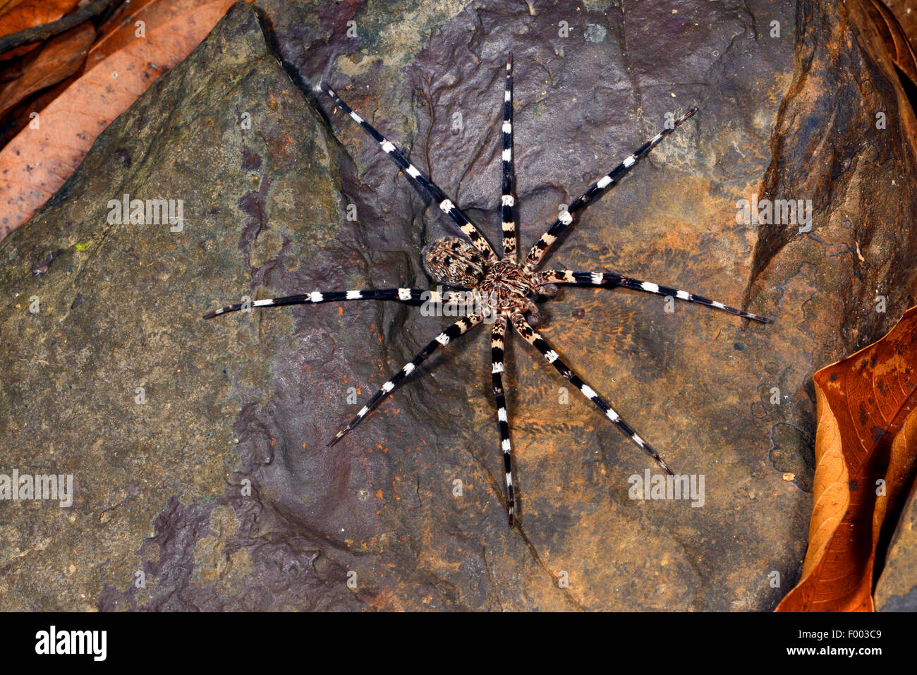 Ten New Spider Species Found in Madagascar