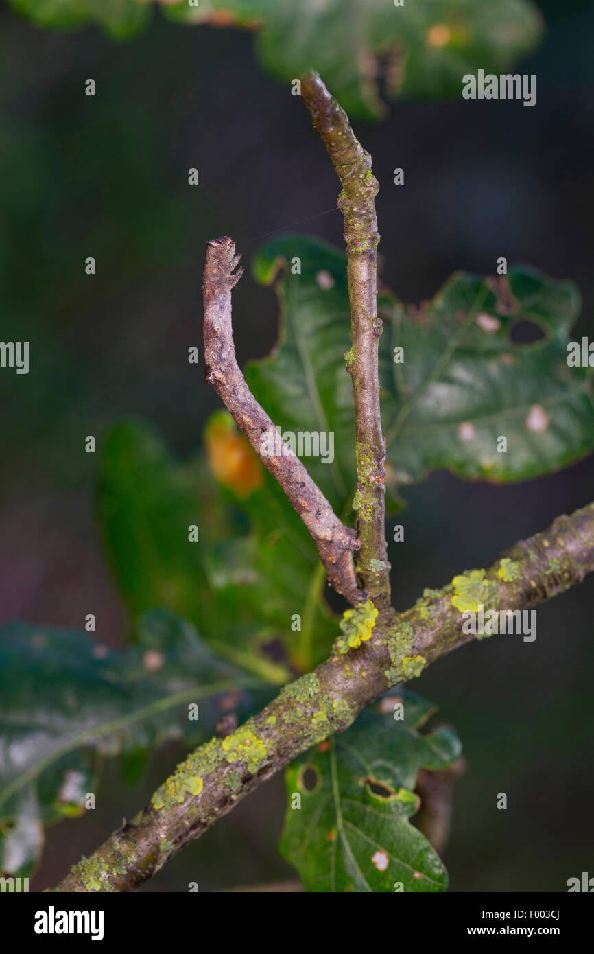 Hypomecis punctinalis (Hypomecis punctinalis, Serraca punctinalis, Boarmia punctinalis), caterpillar mimics the appearence of a twig, Germany Stock Photo