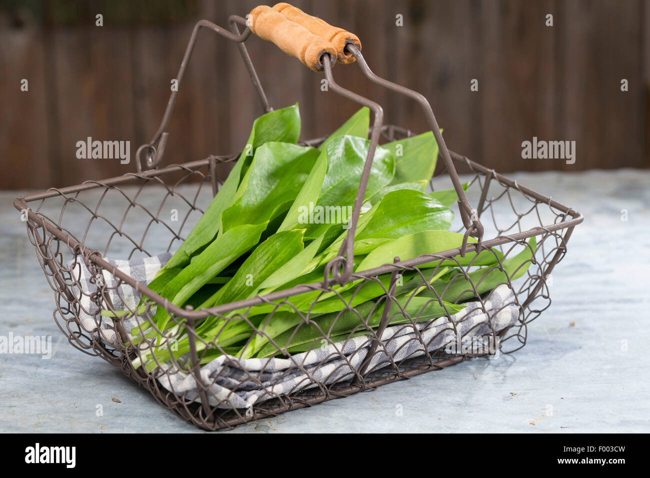 ramsons, buckrams, wild garlic, broad-leaved garlic, wood garlic, bear leek, bear's garlic  (Allium ursinum), collected leaves in a basket, Germany Stock Photo