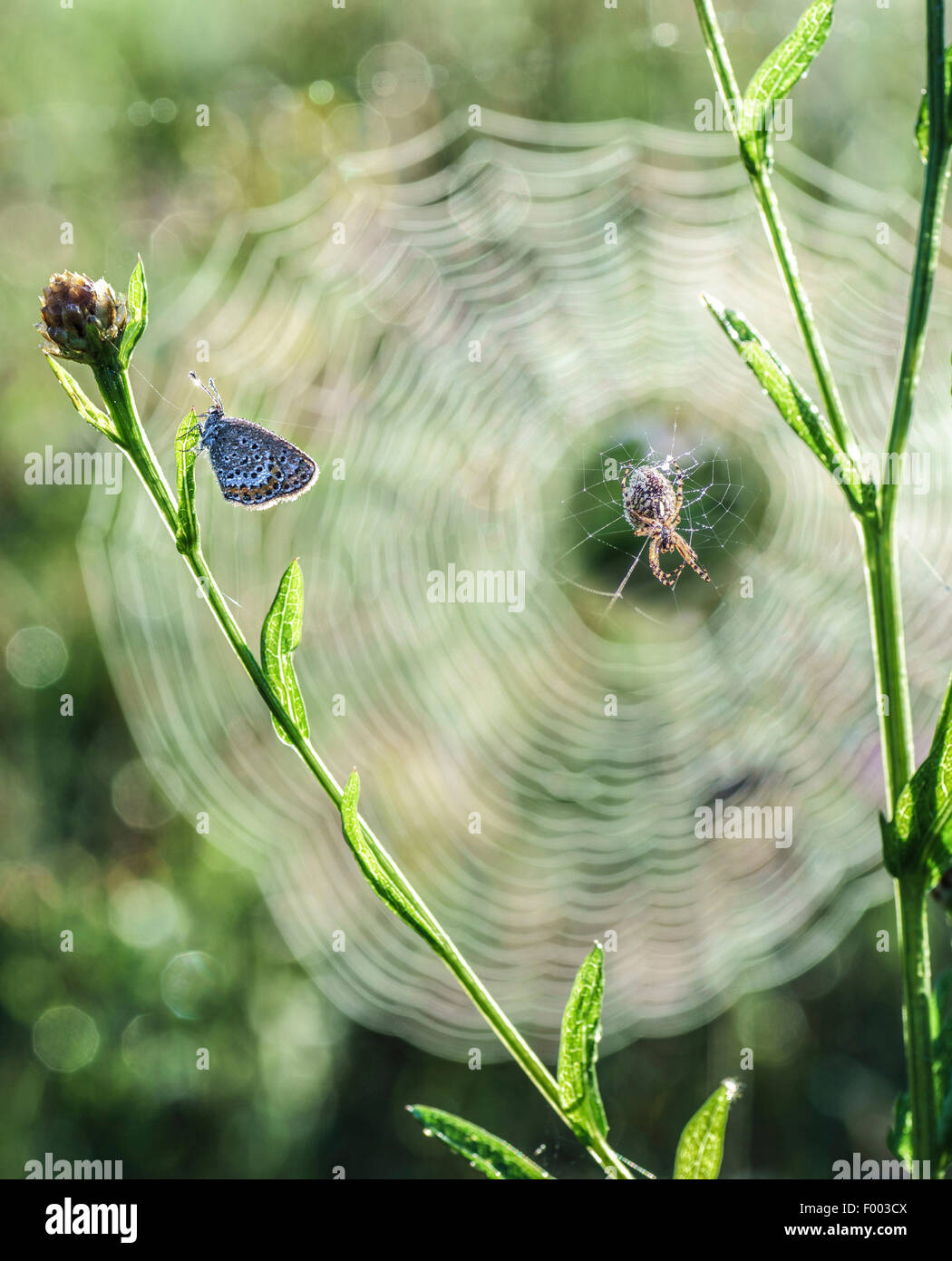 knapweed (Centaurea pullata), gossamer-winged butterfly at knapweed , spider lurking in the background in a web, Germany, Bavaria, Oberbayern, Upper Bavaria Stock Photo