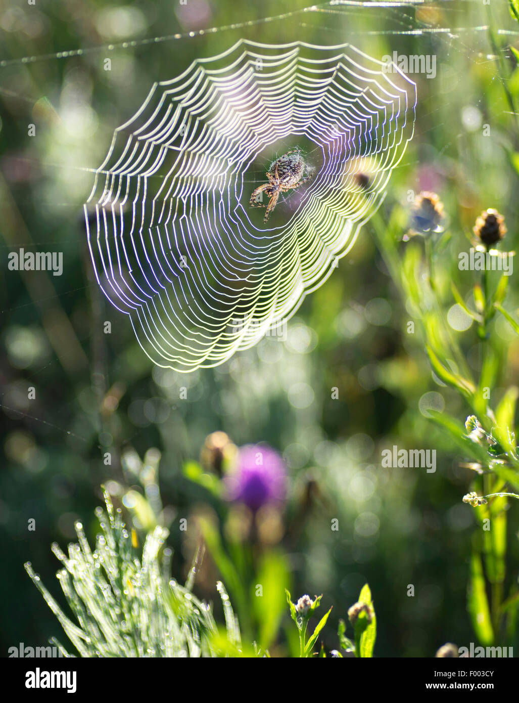 spiders (Araneae), spider in a web, Germany, Bavaria, Oberbayern, Upper Bavaria Stock Photo