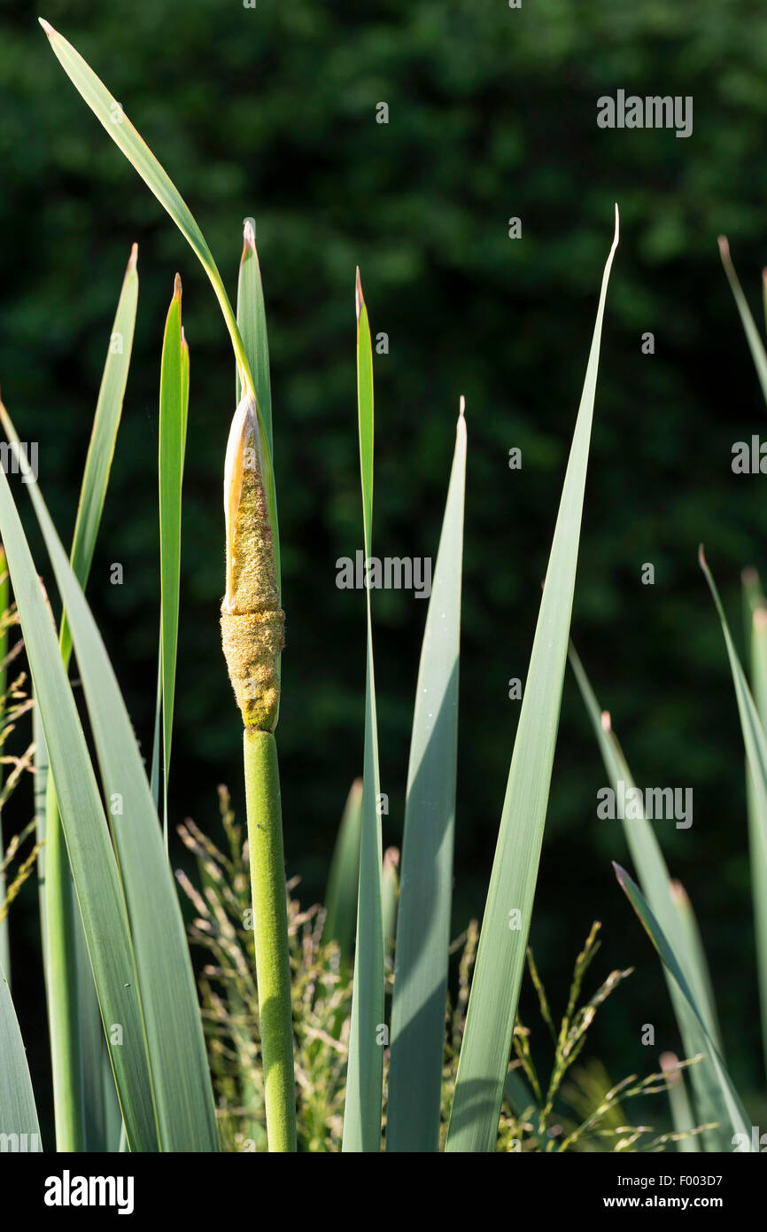 common cattail, broad-leaved cattail, broad-leaved cat's tail, great reedmace, bulrush (Typha latifolia), inflorescence, Germany Stock Photo