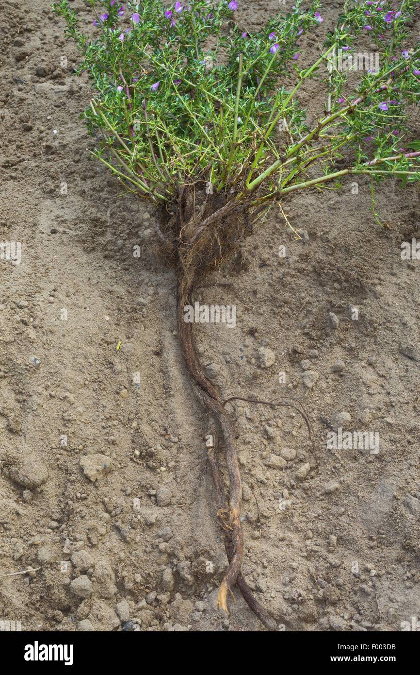 spiny restharrow (Ononis spinosa), root, Germany Stock Photo