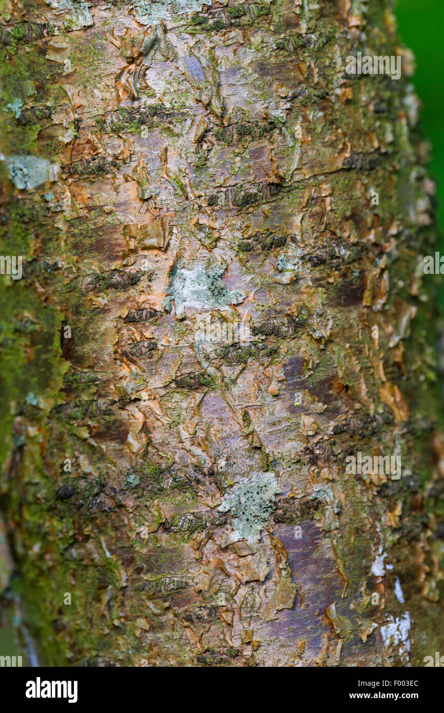 alder buckthorn, glossy buckthorn (Frangula alnus, Rhamnus frangula), bark, Germany Stock Photo