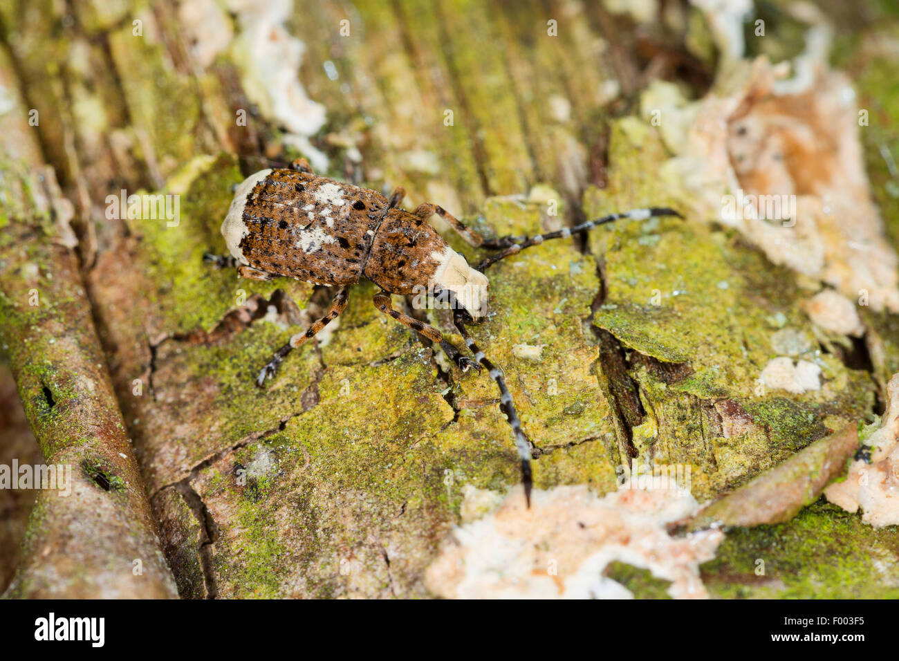 Fungus weevil (Anthribus albinus, Platystomos albinus), on bark with lichens, Germany Stock Photo