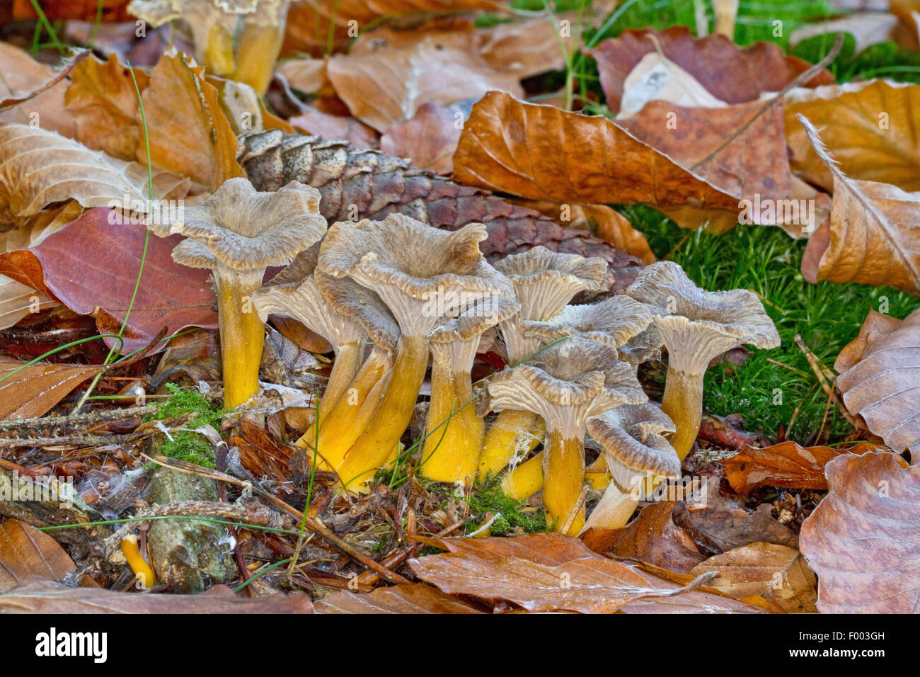 yellowfoot chanterelle, funnel chanterelle, winter chanterelle (Craterellus tubaeformis