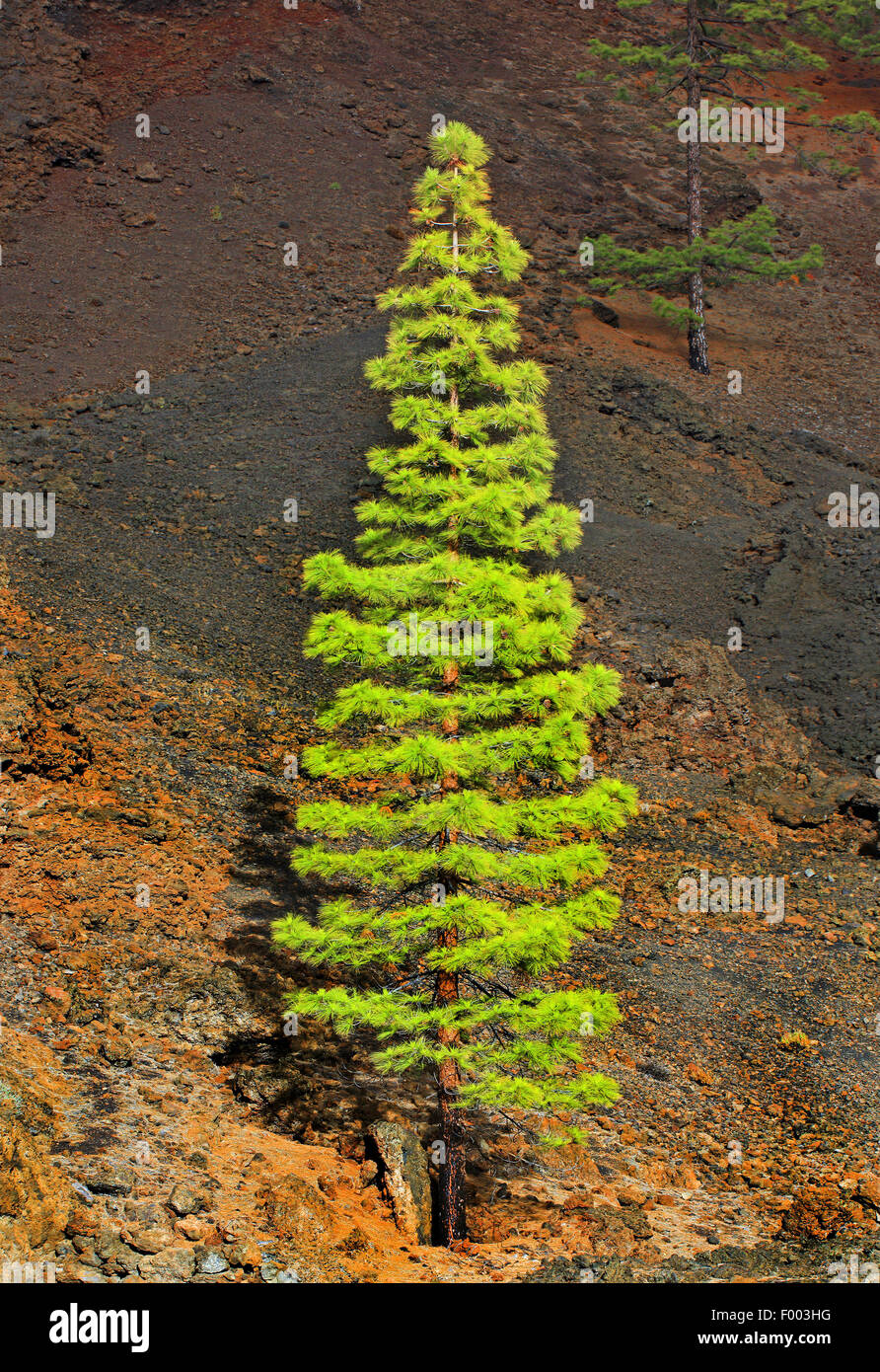 Canary pine (Pinus canariensis), young plant on lava rocks, Canary Islands, La Palma Stock Photo