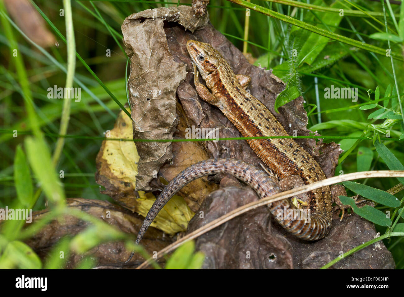 viviparous lizard, European common lizard (Lacerta vivipara, Zootoca vivipara), sunbaths, Germany, Mecklenburg-Western Pomerania Stock Photo