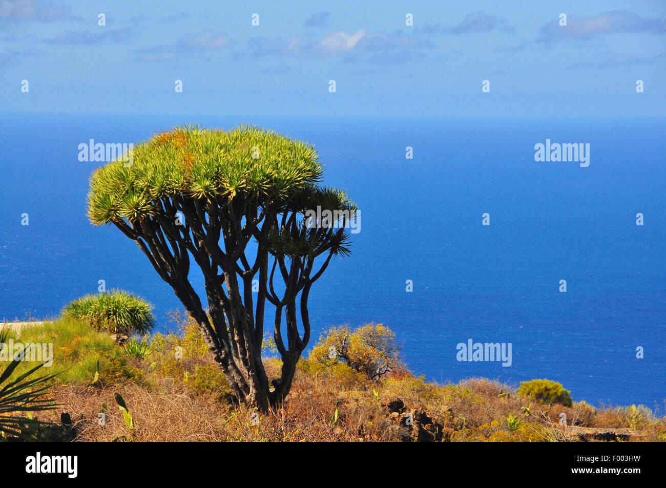 Tear Dragon's blood, Draegon Tree, Canary Islands Dragon Tree, Drago  (Dracaena draco), Draegon tree in front of seashore, Canary Islands, La Palma Stock Photo