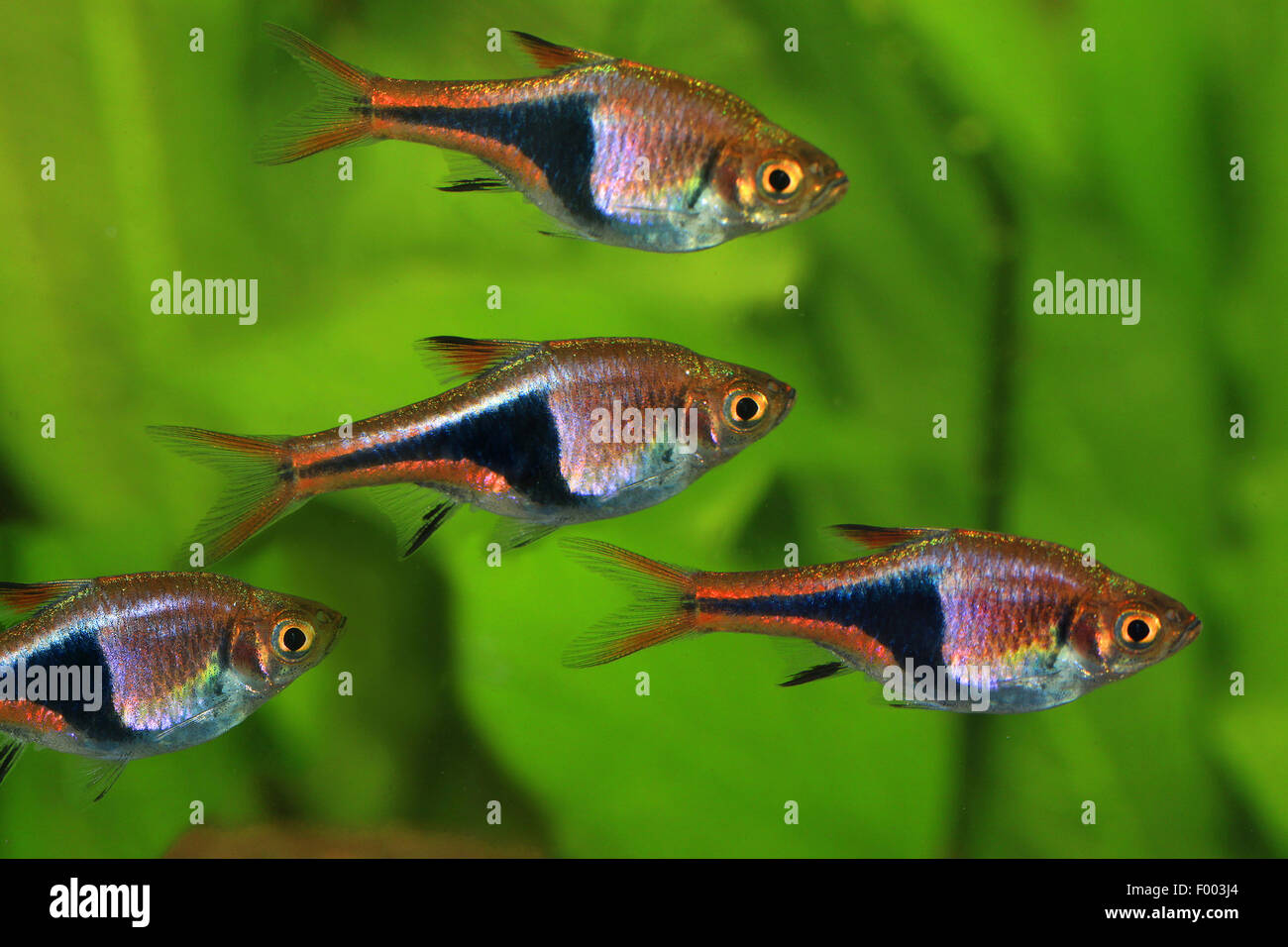 harlequin fish, harlequin rasbora (Rasbora heteromorpha), four harlequin fishes Stock Photo