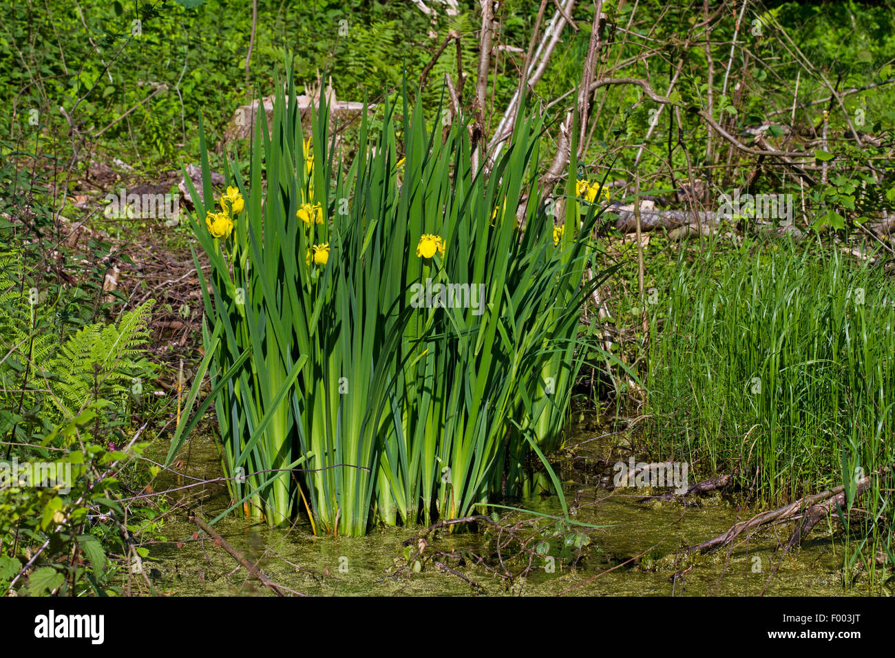 yellow iris, yellow flag (Iris pseudacorus), blooming in a pond, Germany Stock Photo