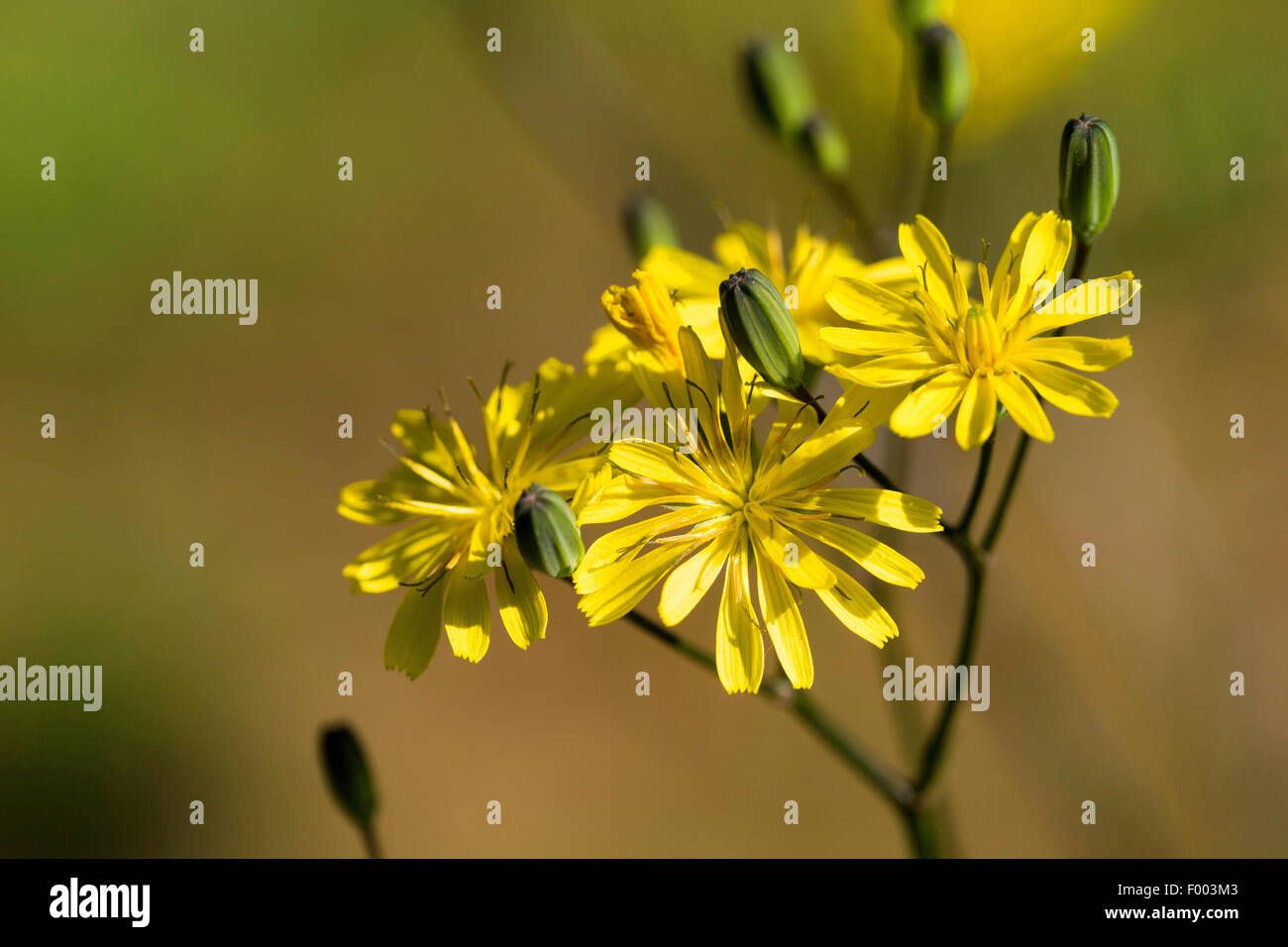 common nipplewort (Lapsana communis), blooming, Germany Stock Photo