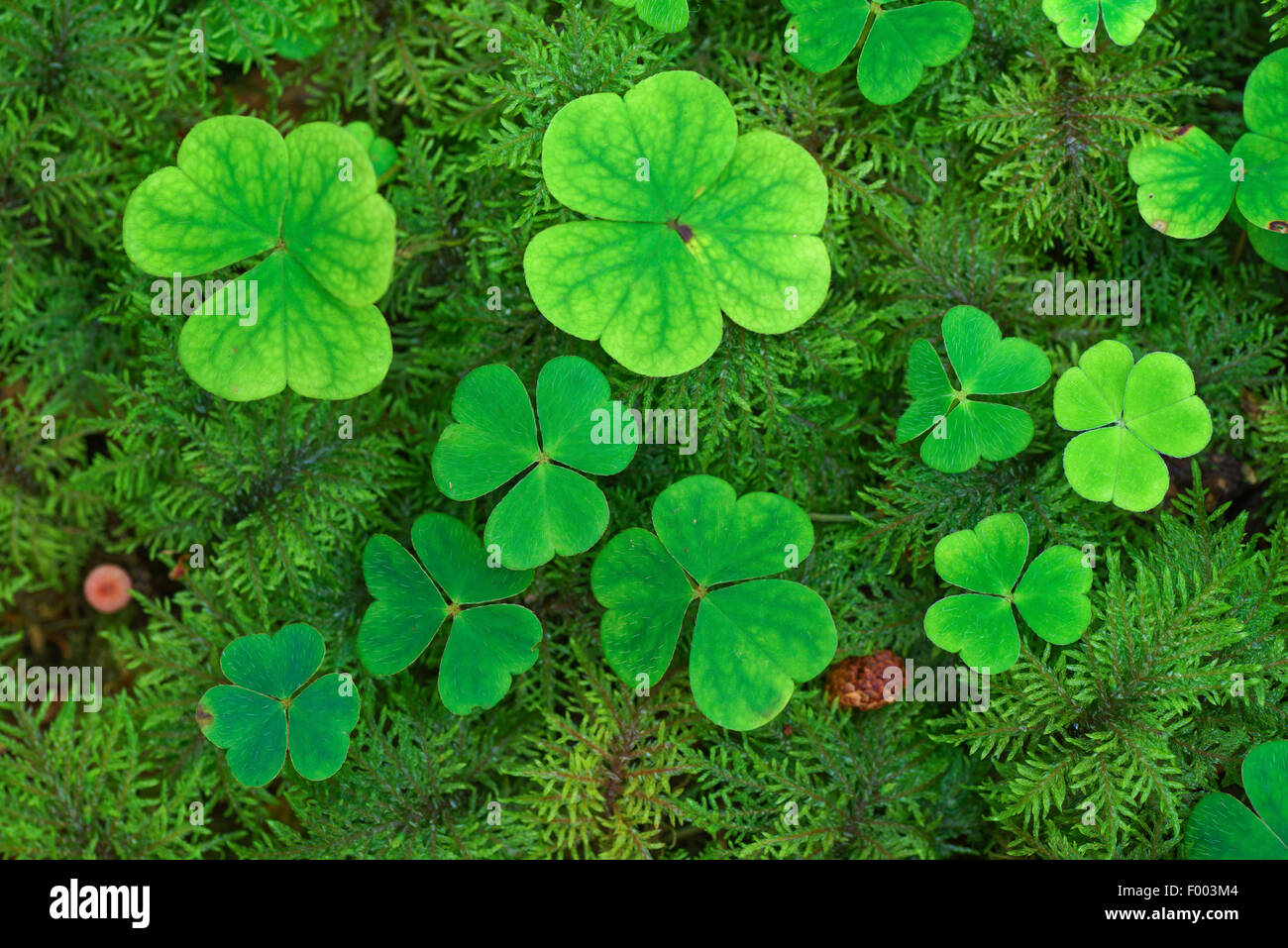 common wood sorrel, wood-sorrel, Irish shamrock (Oxalis acetosella), leaves between moos on forest ground, Germany, Bavaria, Oberbayern, Upper Bavaria Stock Photo